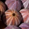 Urchin — Bulk & Wholesale Supply FROZEN SEA URCHIN TONGS High Quality - wholesale supplier | AgroFoods Global