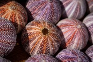 FROZEN SEA URCHIN TONGS High Quality - wholesale supplier | AgroFoods Global