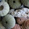 Urchin — Bulk & Wholesale Supply Urchin — Bulk & Wholesale Supply