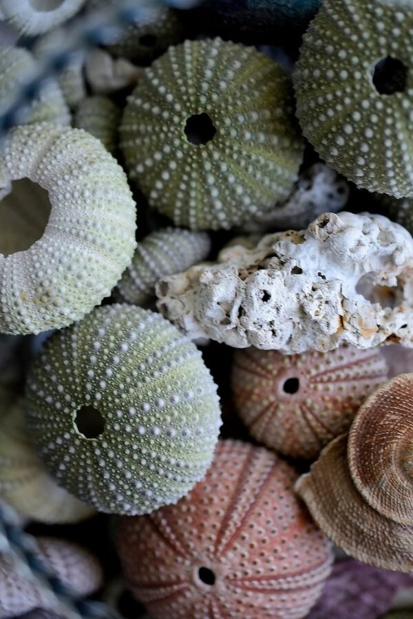 Urchin — Bulk & Wholesale Supply Urchin — Bulk & Wholesale Supply