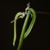 Vanilla — Bulk & Wholesale Supply Hot Selling Premium Quality Dried Vanilla - wholesale supplier | AgroFoods Global