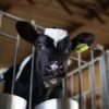 Pakistani Bone-In Veal UAE – Fresh Halal Young Beef Dubai - wholesale supplier | AgroFoods Global