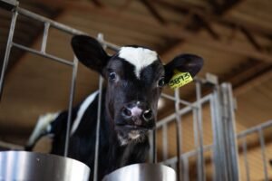 Pakistani Bone-In Veal UAE – Fresh Halal Young Beef Dubai - wholesale supplier | AgroFoods Global