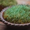 Wholesale Organic Wheatgrass Juice Powder Barley - wholesale supplier | AgroFoods Global