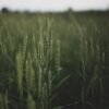 Liansheng Organic Dried Wheatgrass Powder Natural - wholesale supplier | AgroFoods Global