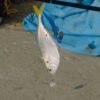 Frozen Yellowfin Tuna Black Meat From - wholesale supplier | AgroFoods Global