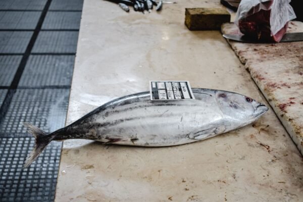 Ortiz Yellowfin Tuna In Olive Oil 220g – Wholesale & Export UAE - wholesale supplier | AgroFoods Global
