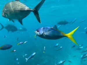 Good Quality Cheap Price Frozen Yellowtail - wholesale supplier | AgroFoods Global