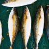 Frozen Yellowtail Whole Round - wholesale supplier | AgroFoods Global