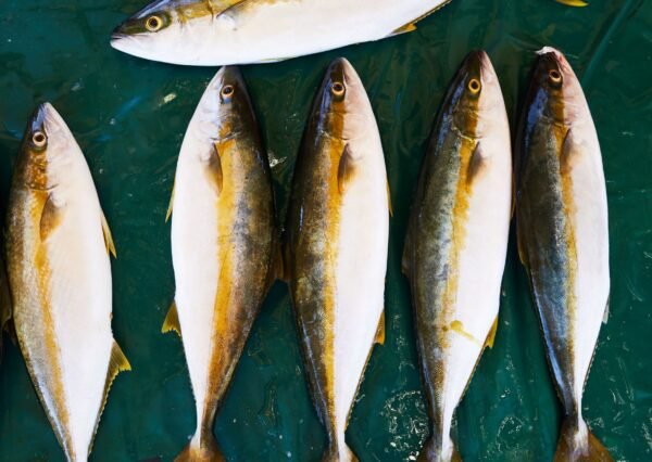 Frozen Yellowtail Whole Round - wholesale supplier | AgroFoods Global