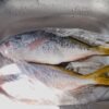 Frozen Yellowtail Fish Yellow Scad Whole - wholesale supplier | AgroFoods Global