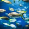 Frozen Yellowtail Fillet High Quality and - wholesale supplier | AgroFoods Global
