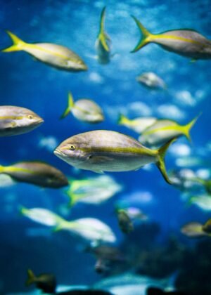 Frozen Yellowtail Fillet High Quality and - wholesale supplier | AgroFoods Global