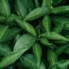 Organic Baihao Yinzhen White Tea Silver - wholesale supplier | AgroFoods Global