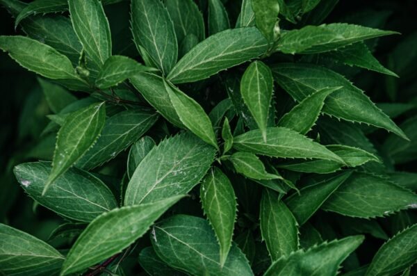 Organic Baihao Yinzhen White Tea Silver - wholesale supplier | AgroFoods Global