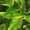 2026 Fuding Baihao Yinzhen White Tea - wholesale supplier | AgroFoods Global