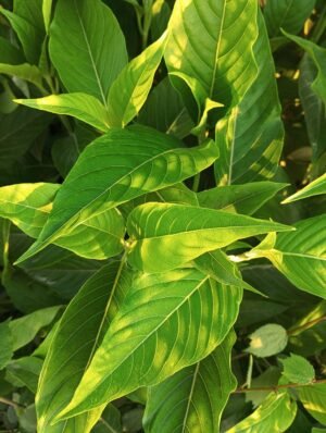 2026 Fuding Baihao Yinzhen White Tea - wholesale supplier | AgroFoods Global