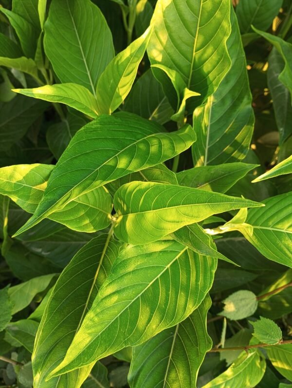 2026 Fuding Baihao Yinzhen White Tea - wholesale supplier | AgroFoods Global