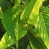Zhenghe Baihao Yinzhen Silver Needle White - wholesale supplier | AgroFoods Global